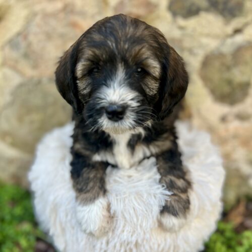 Riggs