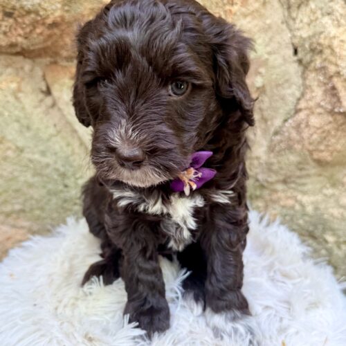 Darla
